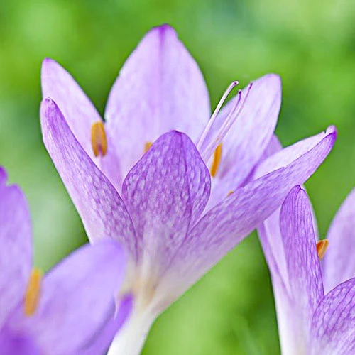 Purpureum